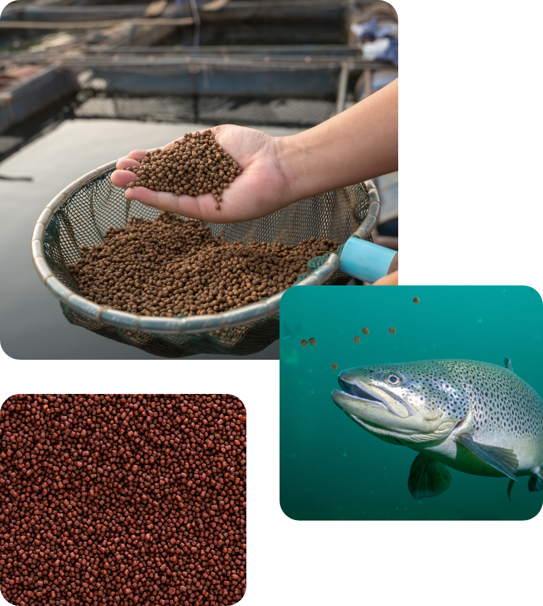Nutrition and feed